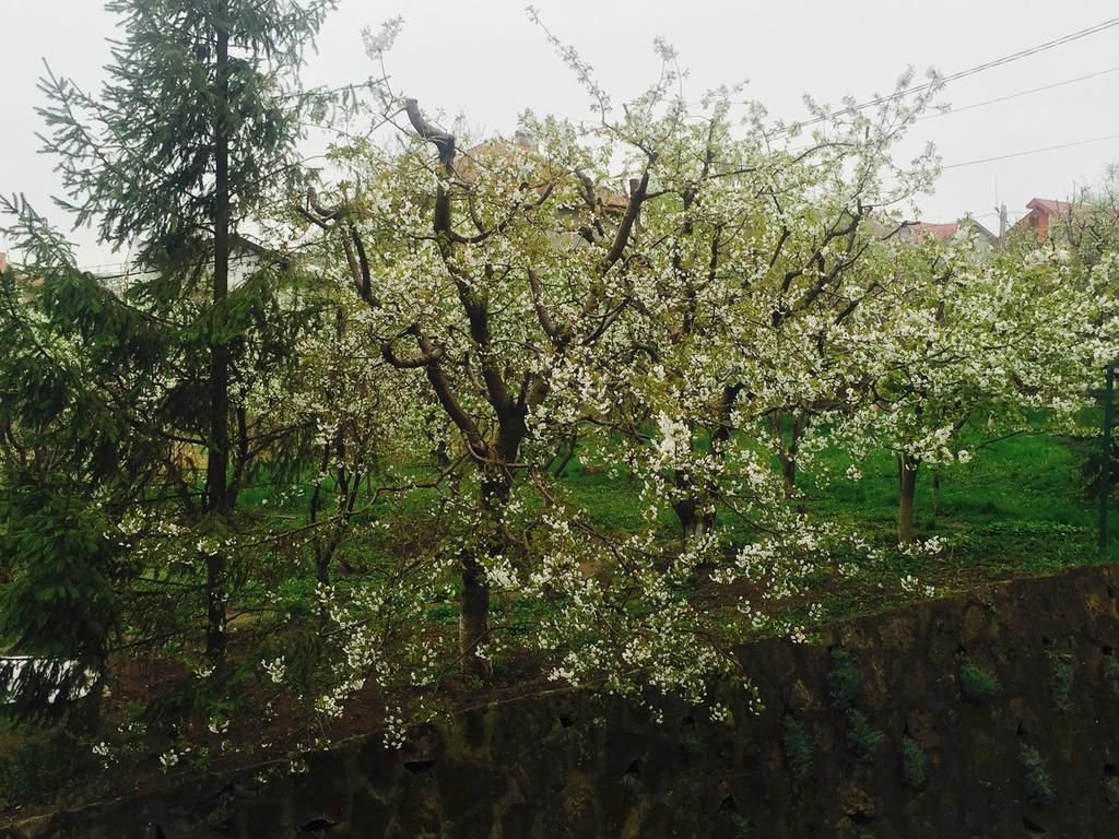 Pension Garofita Iasi Exteriér fotografie